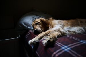 My Dog Can’t Sleep Without Me (11 Ways To Help) – The Wonder of Pets